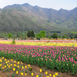 Kashmir - Heaven on Earth